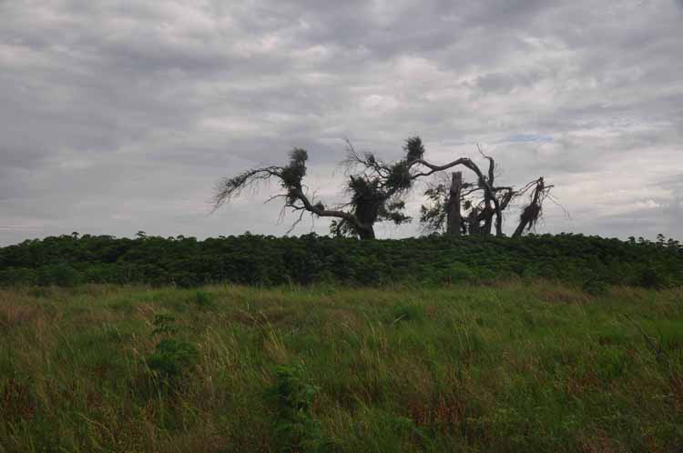 wind-swept tree